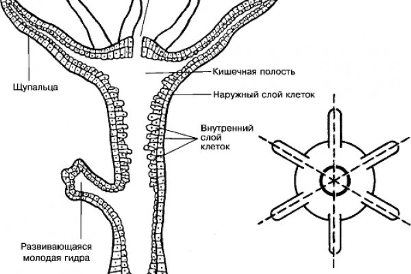 Кракен kr2connect co